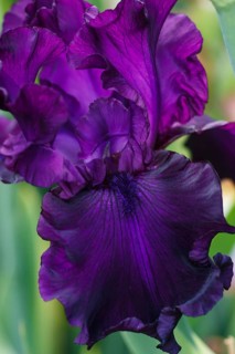 Beautiful multicolored iris flower bloom in the garden. Close up, fragility and summer concept