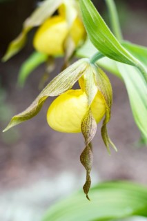 Beautiful orchids of different colors on green background in the garden. Lady's-slipper hybrids.