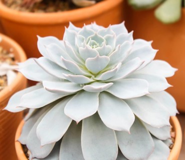 Beautiful succulent plant in greenhouse. Closeup, floral patterns, selective focus