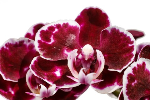 Beautiful orchids of different colors on white and grey background. Phalaenopsis hybrids. Close up