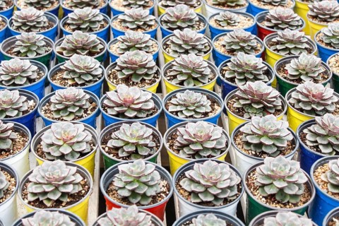 Various types of succulent in flower pots in the greenhouse. Closeup, selective focus
