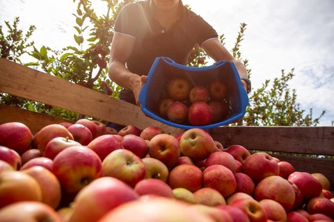 Apple harvest in Meckenheim/Pfalz. Harvest workers from Bleichhof in Meckenheim harvesting Weirouge