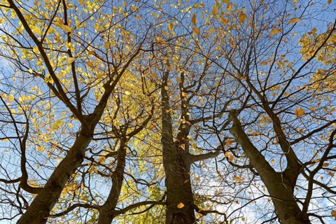 Deciduous trees, copper beech (Fagus sylvatica), view into the treetops with autumn leaves, blue