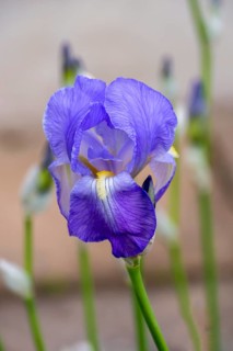 Purple iris flower with delicate petals, Hesse, Germany, Europe