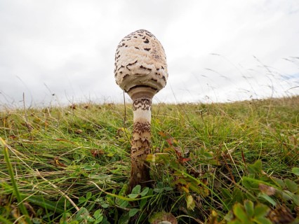 Brown Parasol fungus (Chlorophyllum brunneum), growing amongst the sand dunes, a wide angle view