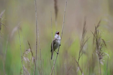 Great reed warbler (Acrocephalus arundinaceus) male singing in reedbed in the rain in spring