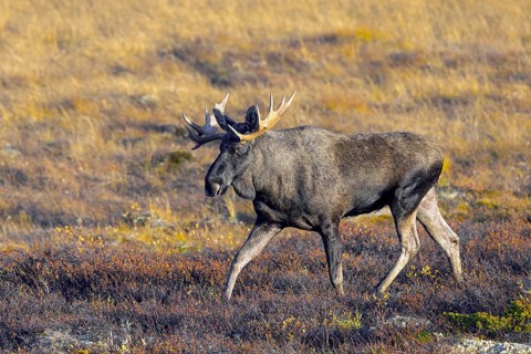 Moose, elk (Alces alces), adult bull, male foraging on the tundra in autumn, fall, Sweden,