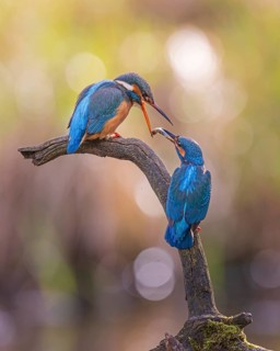 Common kingfisher (Alcedo atthis) male, female, pair, nuptial gift, courtship feeding with captured
