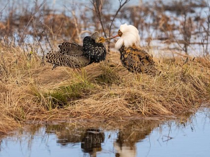 Ruff (Calidris pugnax) two males in breeding plumage at lek, fighting over female, Pokka, Finnish