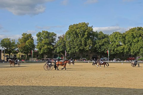 Warendorf State Stud, Stallion Parade, Apprentice Show
