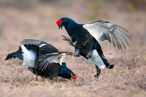 Europe, Federal Republic of Germany, Bavaria, Black grouse, Tetrao tetrix, Bavaria, Federal