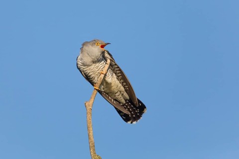 Common cuckoo (Cuculus canorus), male perched on a tree branch, in spring, in a threatening pose,