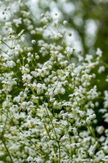 Meadow rue (Thalictrum), North Rhine-Westphalia, Germany, Europe