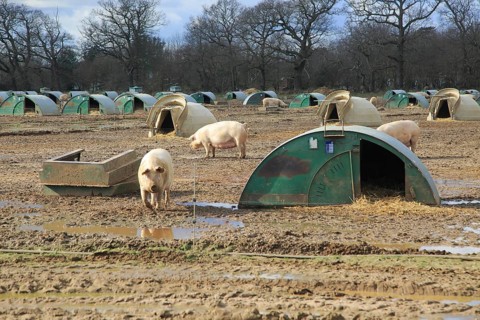 Free range pig livestock farming, Shottisham, Suffolk, England, UK