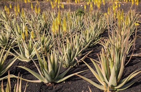 Aloe vera plants growing in field, Oliva, Fuerteventura, Canary Islands, Spain, Europe