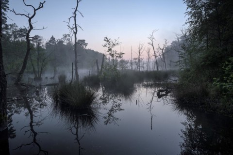 Landslide area, edge area, bank, with dead trees, at sunrise, Bottrop, Ruhr area, North