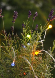 Lavender (Lavandula), with fairy lights, North Rhine-Westphalia, Germany, Europe