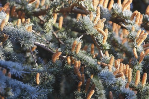 Cedar (Cedrus), North Rhine-Westphalia, Germany, Europe