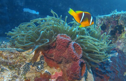 Red Sea anemonefish (Amphiprion nigripes), anemone, dive site wreck of the Thistlegorm, Red Sea,