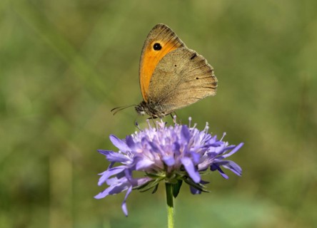 Meadow brown (Maniola jurtina), Valais, Switzerland, Europe