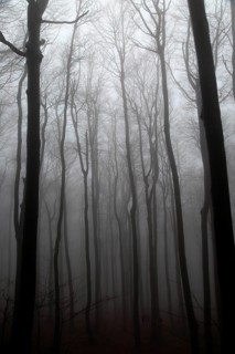 Beech woodland obscured by low cloud fog, Shipka Pass, Bulgaria, eastern Europe, Europe