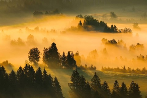 Fog and forest at the Rothenthurm high moor, Canton Schwyz, Switzerland, Europe
