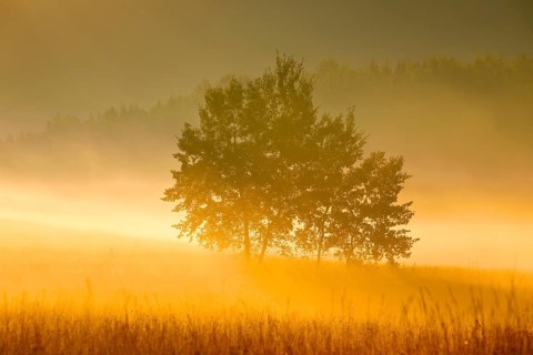 Aspens in the Rothenthurm upland moor at sunrise in autumn, Canton Schwyz, Switzerland, Europe