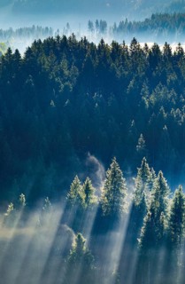 Fog and forest in Oberägeri in the canton of Zug, Switzerland, Europe