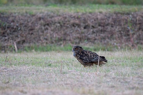 Eurasian eagle-owl (Bubo bubo), adult male, sitting on the ground, with captured mouse, Ewald