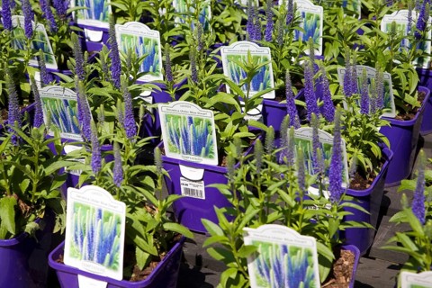 Lavender plants at Norfolk Lavender garden centre attraction, Heacham, Norfolk, England, United