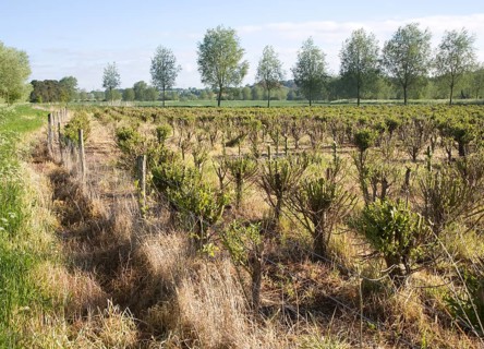 Set bed of cricket bat willow, Salix Alba Caerulea, which produces cuttings for new trees, near