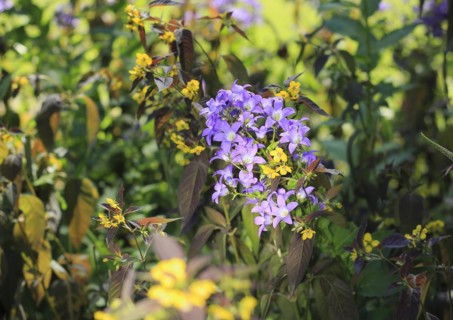 Bellflower (Campanula) and bronze field fenugreek (Lysimachia ciliata 'Firecracker'), North