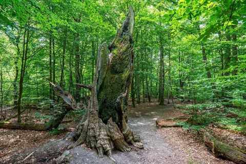 The Sababurg primeval forest, or primeval forest in the Reinhardswald, is a 95-hectare biotope