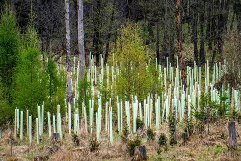 Newly planted trees, dead spruce forest in the background, forest dieback in the Arnsberg Forest