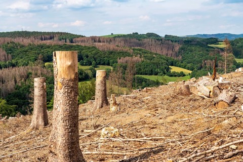 Forest dieback in Sauerland, north of Lüdenscheid, cleared area, diseased trees, over 70 per cent