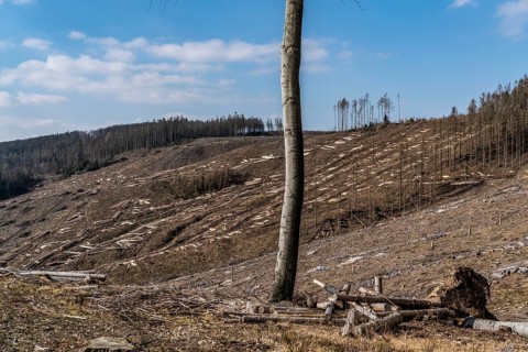 Cleared forest area north of the village of Öventrop, district of Arnsberg, dead spruce stands were