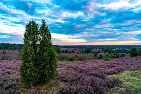 Heather blossom of the broom heather, in the Lüneburg Heath nature reserve, near Wilseder Berg,