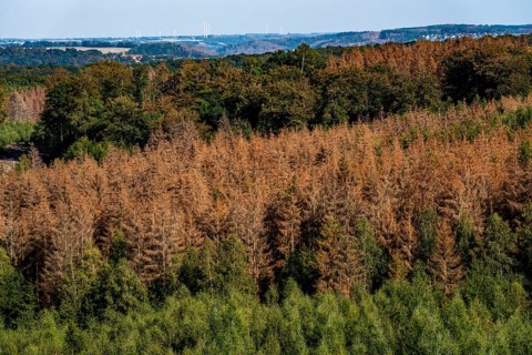 Forest dieback in the Arnsberg Forest, northern Sauerland, dead spruce trees, partly cleared