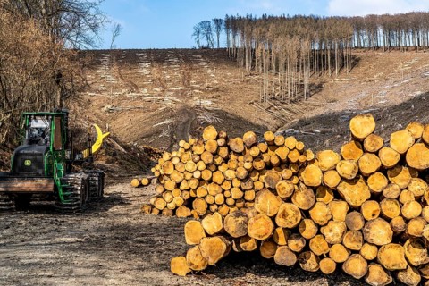 Cleared forest area north of the village of Öventrop, district of Arnsberg, dead spruce stands were