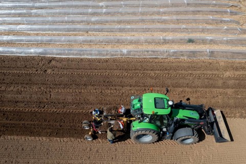Asparagus farm, asparagus plant, planted in a field, with a planting machine, after a good year the