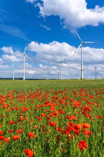 Wind farm, field with flower strips, insect-friendly border of fields with mixed flowers, poppies,