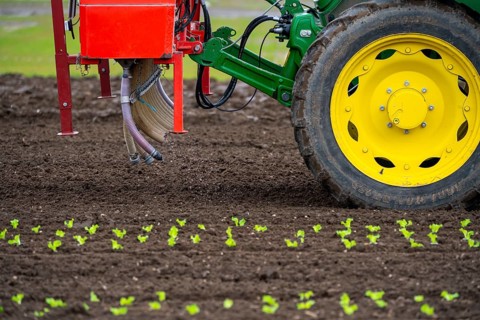 Lettuce plants, in press pots, they are planted in a field with a planting machine, agriculture,