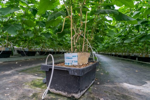 Cultivation of mini cucumbers, snack cucumbers, in a greenhouse, plants grow in substrate baskets,