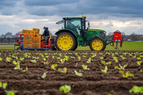 Lettuce plants, in press pots, they are planted in a field with a planting machine, agriculture,