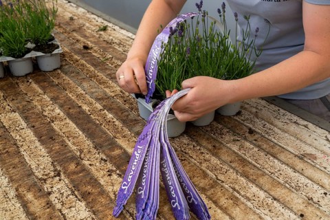Horticultural business, lavender plants, in flower pots, outdoors, are packed to make them ready