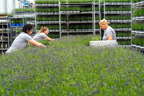Horticultural business, lavender plants, in flower pots, outdoors, are packed to make them ready