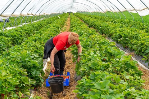 Harvesting strawberries, harvest helper, strawberry cultivation in the open field, under a foil