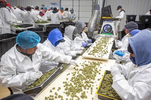 Paw Paw, Michigan, Migrant farmworkers at Grasshopper Farms trim the buds of the newly-harvested