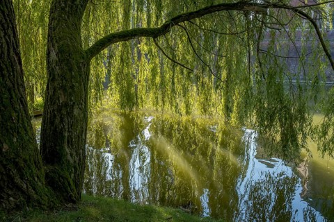 Weeping willow (Salix babylonica) backlit, Münsterland, North Rhine-Westphalia, Germany, Europe