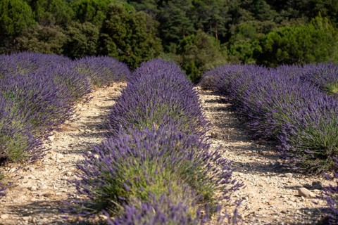 Flowering lavender field (Lavandula angustifolia), Plateau de Valensole, Département